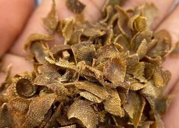 正宗莺歌绿奇楠切片