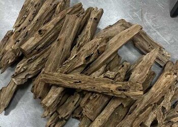 海南树心虫漏大心料