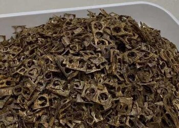全金丝糖结白奇楠沉香车珠碎料