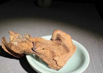 一块不起眼的老香——海南根部料子
