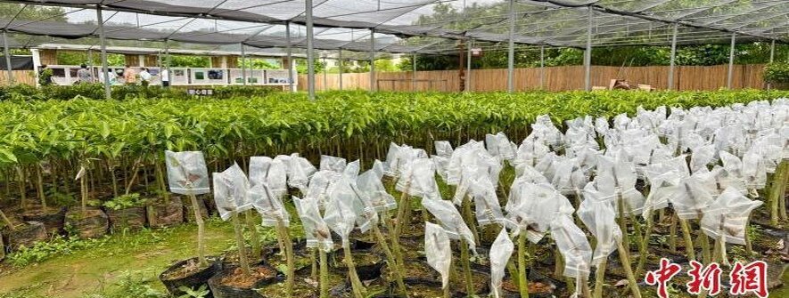 广东沉香产业蓬勃发展 成为林业新增长点