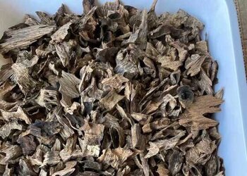今天整理出一批很老的百年虫漏