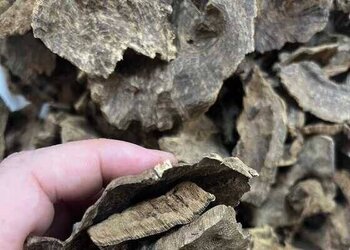 清一色海南老包头海南大山老树结香