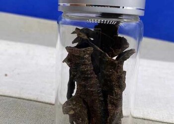 海南9分沉水黑油野生鸡母虫漏沉香