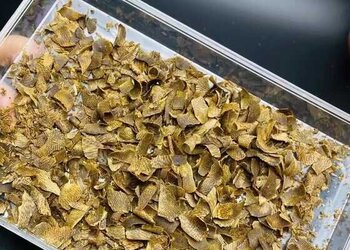手工切好的一批糖结金丝奇楠切片