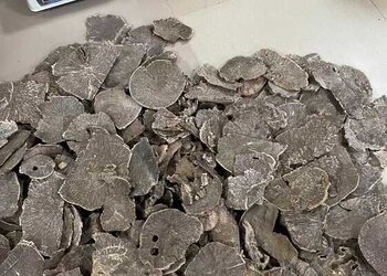 海南老板头刚从老香农仓库拉出
