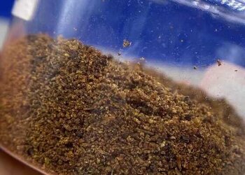 高级越南芽庄白棋楠沉水粉