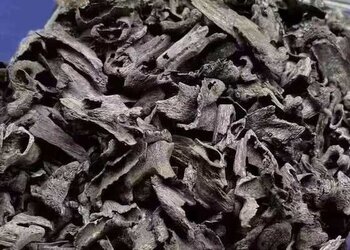 海南野生鸡母虫漏沉香小碎料