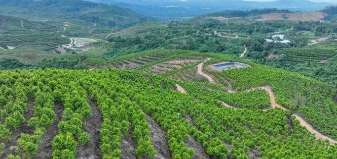琼中湾岭镇6000亩沉香树蔚然成林
