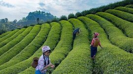 贵州加速“茶产业+”深度融合