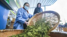 浙商银行推“茶产业共富贷” 助力淳安茶产业高质量发展