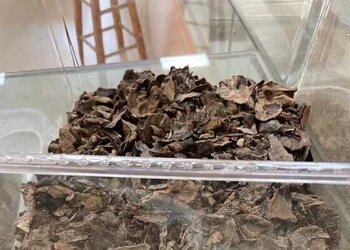 海南黑油小包头及壳料部份沉水