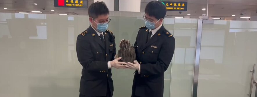 叒查了！厦门机场海关查获沉香木20.9千克