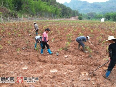 广西容县石寨镇｜点“香”成金铺就乡村致富路