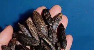 纯野生天然海南尖峰岭黑油九分沉虫漏