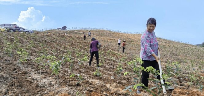 鹤城镇结合绿美广东行动  统筹林地约5500亩实施“退桉种香” ...