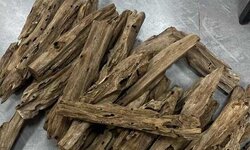 海南树心虫漏大心料