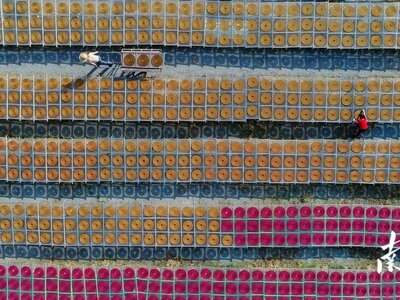 有华人的地方，就有小冈香