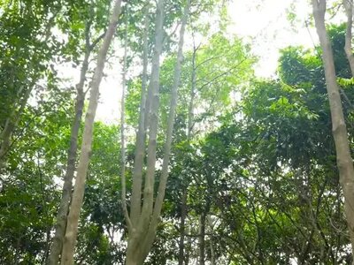 东莞市统计局联合农业农村局调研莞香产业推动特色农业统计工作 ...