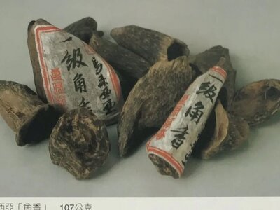 什么是星洲系鹰木香沉香树种？