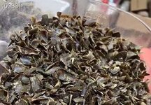 大量全黑油棋楠沉香切片油质饱满