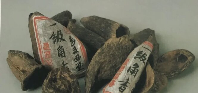 什么是星洲系鹰木香沉香树种？