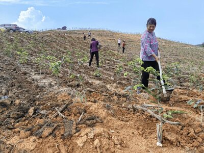鹤城镇结合绿美广东行动  统筹林地约5500亩实施“退桉种香” ...