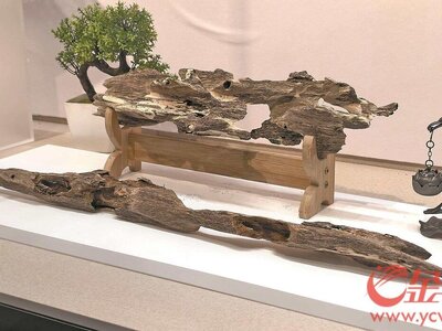 香承千年迈向百亿 电白沉香产业蝶变记
