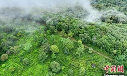 2025年云南著名山头春茶价格发布 最高76000元/公斤