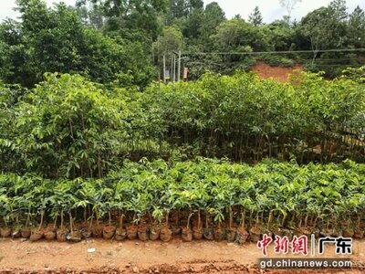 广东化州沉香产业支撑乡村振兴梦