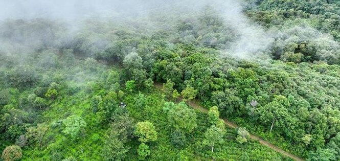 2025年云南著名山头春茶价格发布 最高76000元/公斤