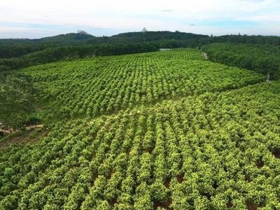 发力品牌建设与产业融合 澄迈沉香产业乘势而上