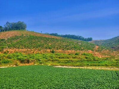 化州平定｜沉香拓宽百姓致富路，产业支撑乡村振兴梦