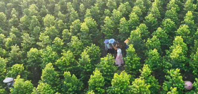 东场镇｜沉香“金果”缀枝头 联农带农富乡亲