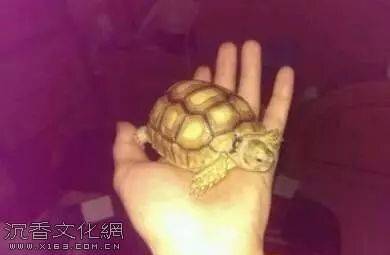 u=4033002306,3359576974&fm=173&app=25&f=JPEG