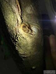 野生奇楠母树