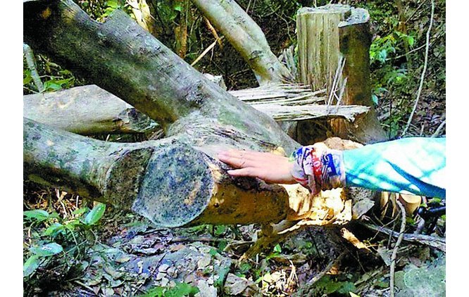 深圳大鹏办事处开展打击盗伐珍贵植物“土沉香”专项行动