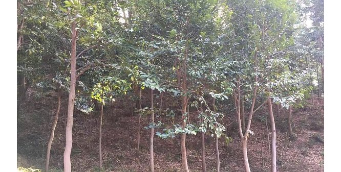 沉香产业撬动特色小镇腾飞