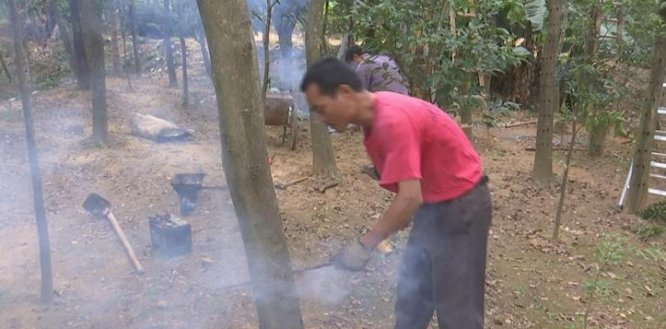 莞香怎样“炼”成的？30公斤料炼出10克沉香精油