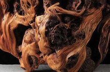 缓解崖柏濒危状态，新一代崖柏即将诞生