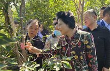 广西自治区政协副主席磨长英带队到北流市调研沉香产业发展