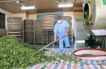 电白林业致富路，沉香产业美名扬