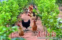推“代养”促“林下”,“养猪村”走出新路子，打造新的“禽明星”——沉香鸡
