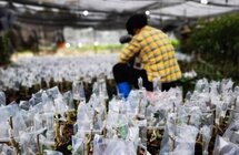 电白区第五批市级“非遗”传承人公示！涉及沉香种植、沙琅粉皮等