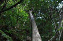 男子伙同他人非法采伐国家Ⅱ级重点保护野生植物土沉香树被判罚