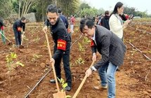 “沉香森林”植树计划：十年内种植15亿棵沉香树