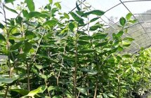 广西北流市 沉香产业焕发新生机
