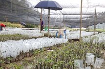 沉香种植是“陷阱”？