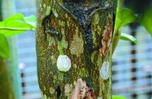 四代采香人 逐梦深林中