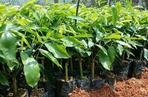 沉香产业年产值 3年内要超100亿元